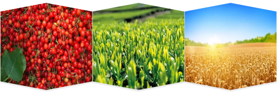 集團(tuán)助力河南省南陽(yáng)市鎮(zhèn)平縣委托招商引資，推動(dòng)縣域經(jīng)濟(jì)大轉(zhuǎn)型