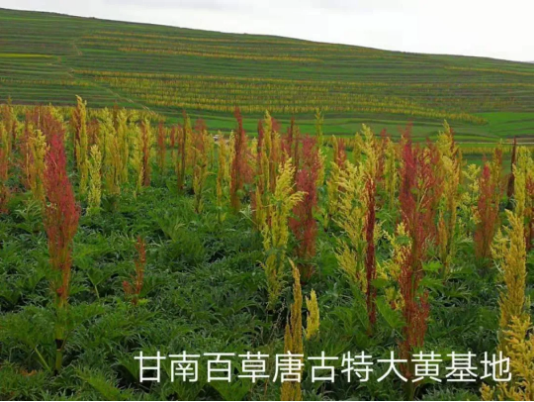 集團全力助推甘肅甘南藏族自治州合作市委托招商引資，搶占發(fā)展先機壯大高原支柱產(chǎn)業(yè)