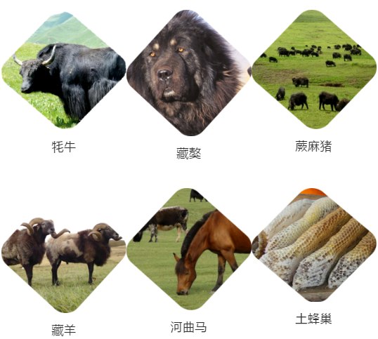 【甘南政府招商推介】立足生態(tài)優(yōu)勢(shì)，推動(dòng)綠色發(fā)展，打造青藏高原上的生態(tài)文明高地