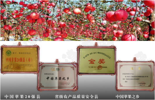 集團全力助推陜西淳化縣委托招商引資，打造優(yōu)勢特色產(chǎn)業(yè)集群