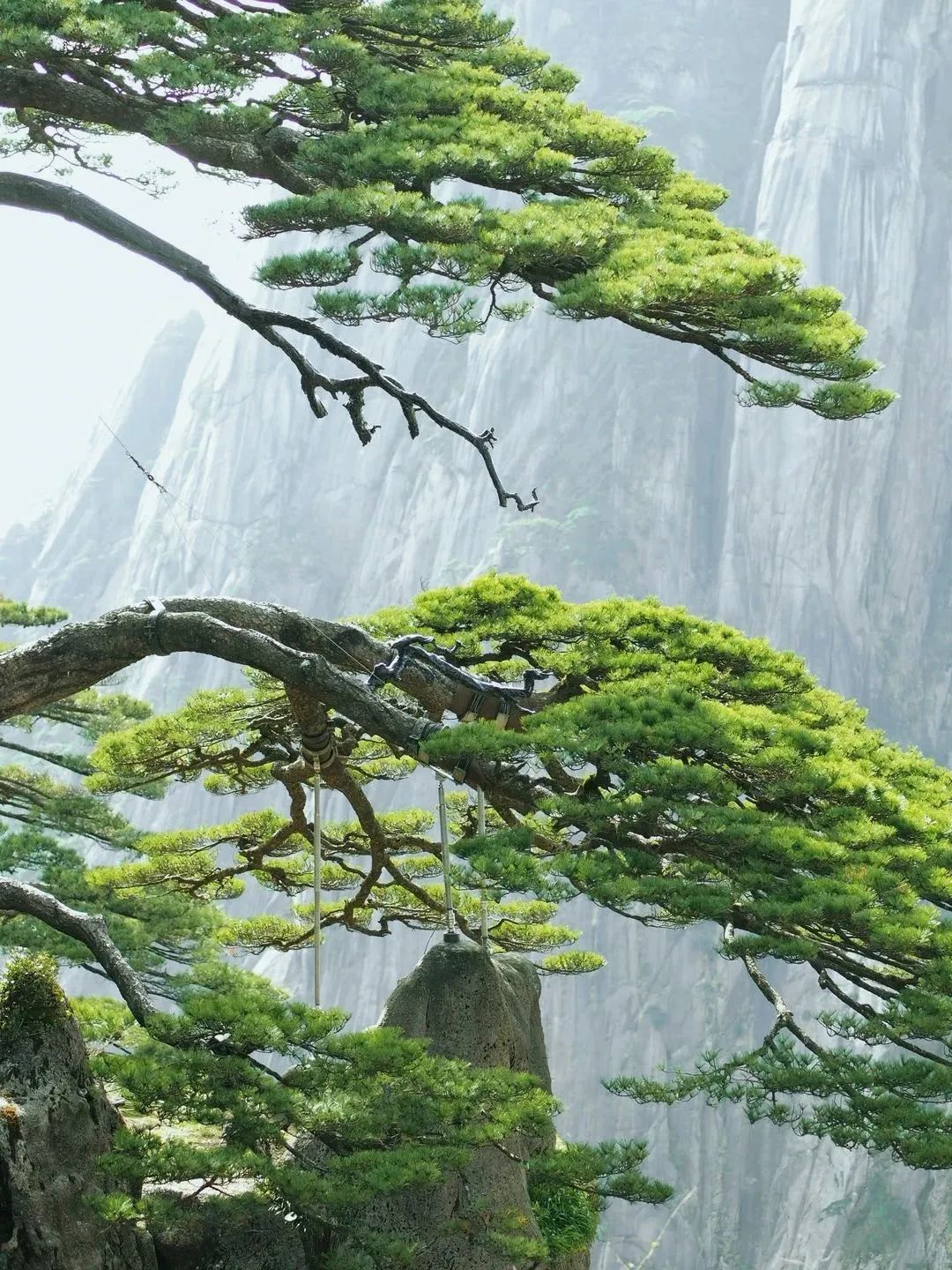 東方龍商務(wù)與春天有個(gè)約會(huì)！集團(tuán)100余人赴安徽黃山“團(tuán)建”，太嗨了！“奔跑二季度”——我們準(zhǔn)備好了！
